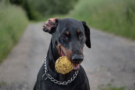 Doberman Dog Domestic Animal - Free photo on Pixabay - Pixabay
