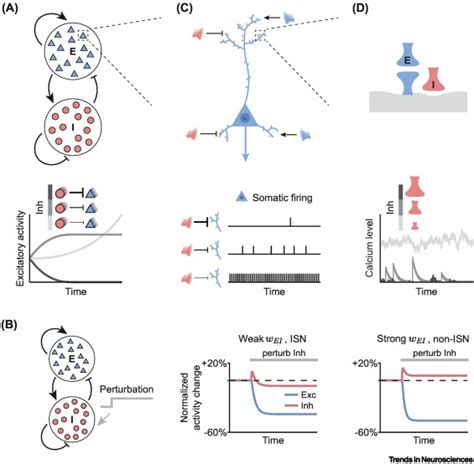 Regulation Of Circuit Organization And Function Through Inhibitory