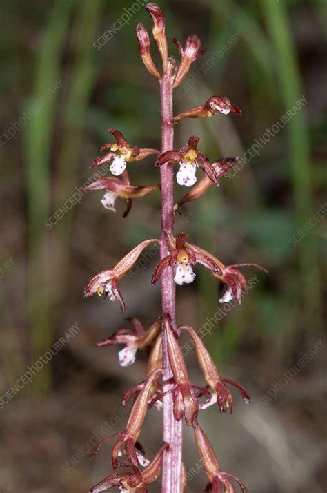 Spotted Coralroot Stock Image F031 6388 Science Photo Library