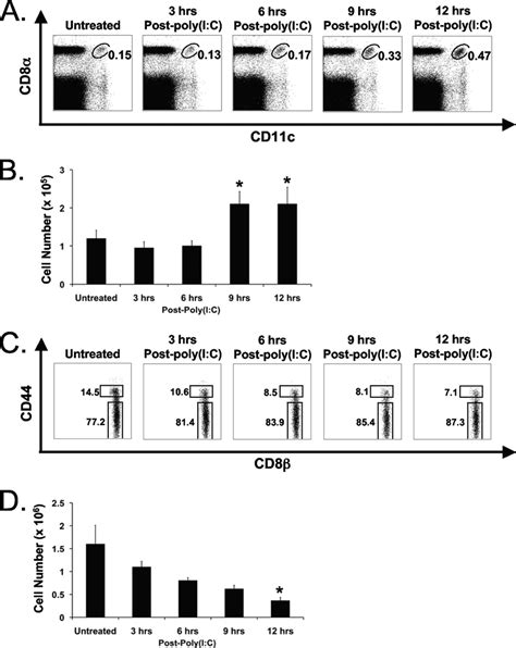 The Poly I C Induced Decrease In Cd8 Cd44 High T Cells Correlates With Download Scientific