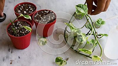 Preparing Pothos Plant Cuttings for Propagation in Pots. Epipremnum ...