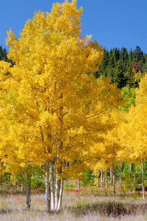 Buy Quaking Aspen Tree Populus Tremuloides FREE SHIPPING Wilson