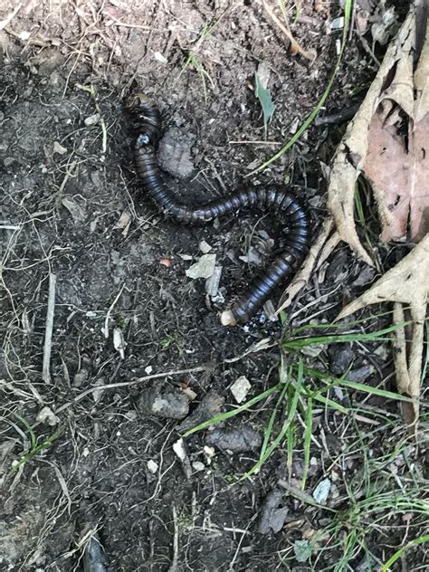 Found this dead centipede/millipede type bug while hiking. Does anybody