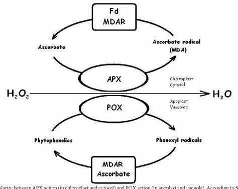 Pdf Phenolic Compounds And Their Antioxidant Activity In Plants