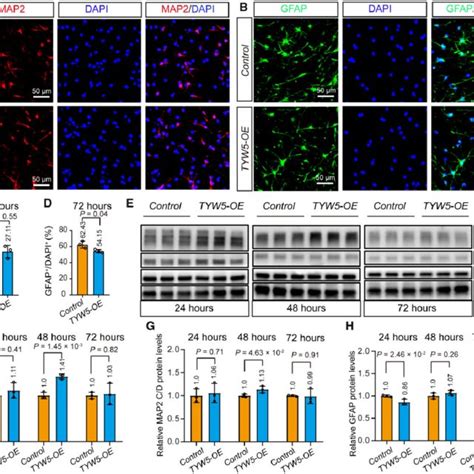 TYW5 Overexpression Significantly Affected Differentiation Of Mouse