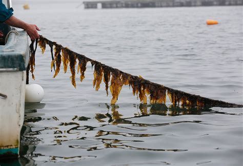 With More Varieties And Growing Demand Seaweed Is Maines Crop To Watch