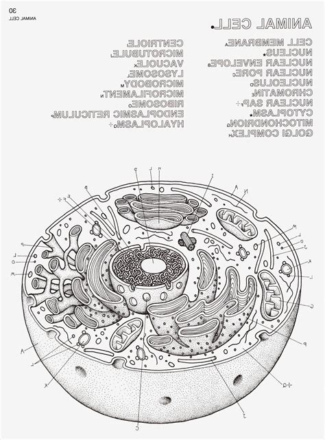 animal cell blank worksheet