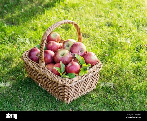 Pfel Lagern Fotos Und Bildmaterial In Hoher Aufl Sung Alamy