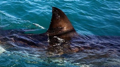 12 Foot Great White Shark Tracked In Gulf Of Mexico Near Florida