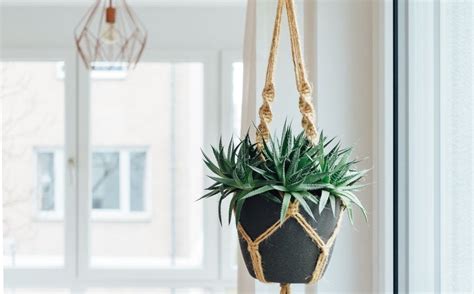 Plantas Colgantes De Sombra Opciones Para Principiantes Chic Magazine