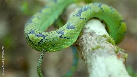 Sri Lankan Green Pit Viper Craspedocephalus Trigonocephalus Ceylon Pit