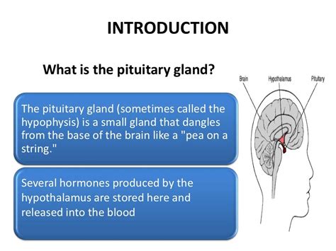 pituitary gland