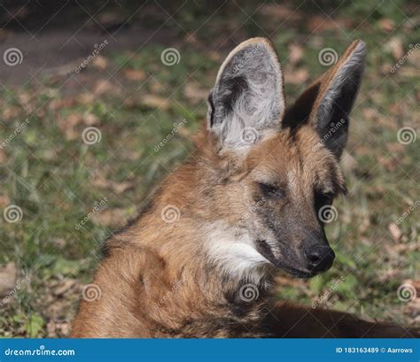 Red Maned Wolf In The Captive Animal Portrait Stock Image Image Of