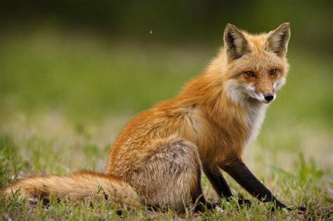 The Side Pose Fox Wildlife Photography Baby Fox