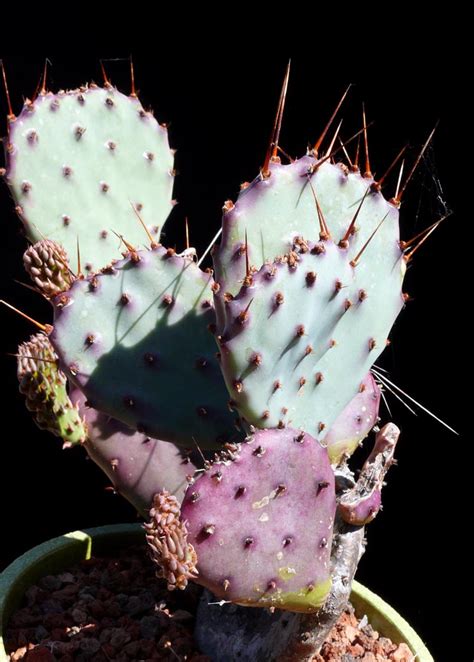 Opuntia Violacea Cactus Jungle