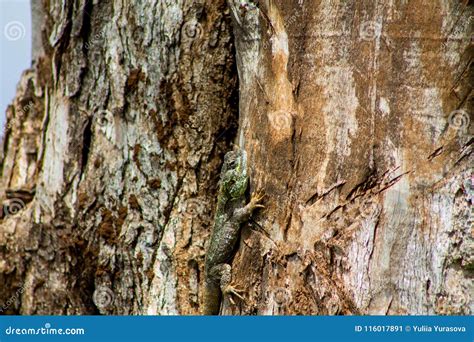 Small Green Lizard On Tree Trunk Stock Image Image Of Outdoor Bright