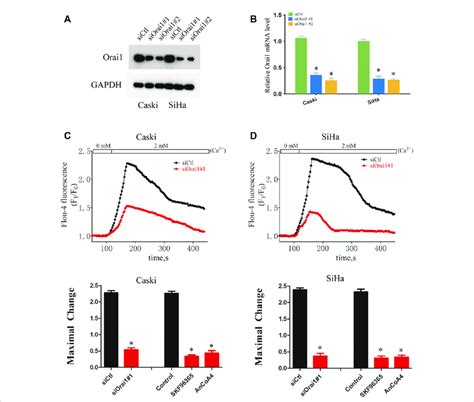 Orai Mediates Soce In Cervical Cancer Cells A Immunoblot Showing