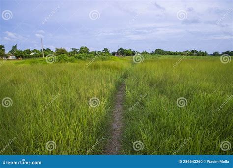 Natural Landscape View Of Green Grass Field With Blue Sky Stock Photo