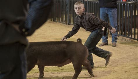 » The Highs & Lows of the Livestock Show Andy's Ramblings