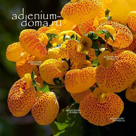 Calceolaria Hybrida Yellow Red Dot Кальцеолярия купить 2 семени C