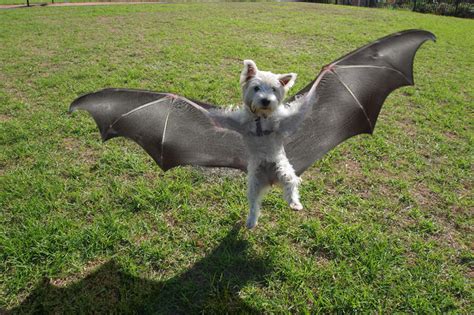 Robin the Bat Terrier - AllMutt.com