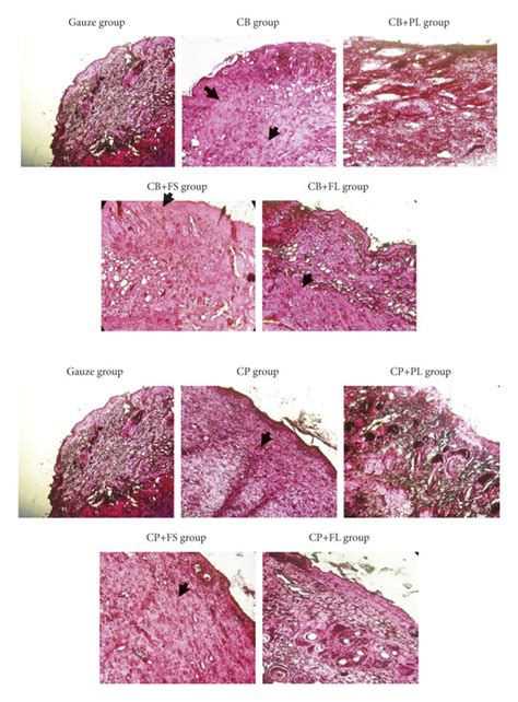 Photomicrographs Of Histological Sections Stained In He Representative