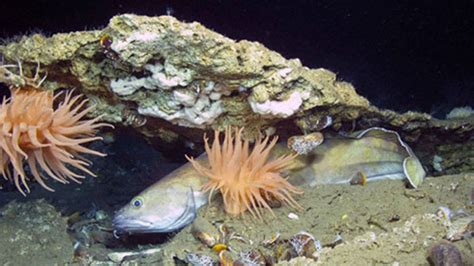 Education: Themes: Cold Seeps: Background Information: NOAA Ocean Exploration