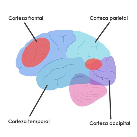 Tipos de afasia Definición y características NeuroClass