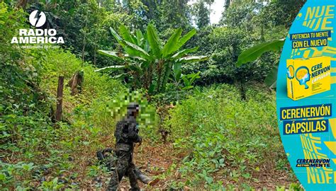 FFAA asegura plantación de arbustos de coca y dos narcolaboratorios en