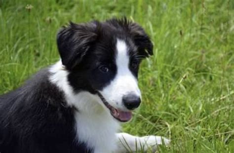 Malattie Pi Comuni Del Border Collie Problemi Di Salute Pi Diffusi