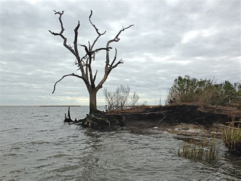 Louisiana Archaeological Sites Washing Away As Sea Levels Rise And