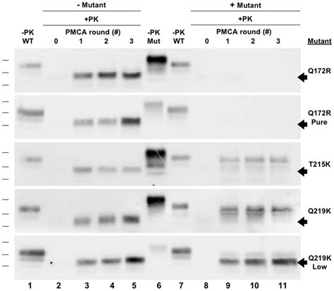 Inhibition Of Hamster Brain Prpc Conversion By Dominant Negative Mutant