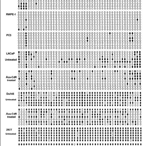 Bisulfite Sequencing Analysis Of 49 Cpg Sites In The Promoter Region