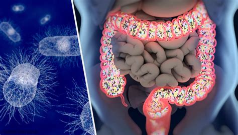 Escherichia Coli Todo Lo Que Debes Saber Mejor Con Salud