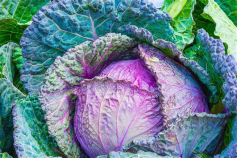 These Cabbage Benefits Are Perfect For Weight Loss