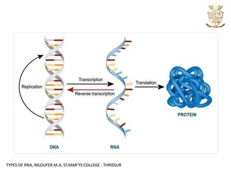 Types of RNA | PPT