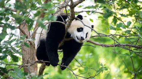 'Little Miracle' panda cub makes public debut as National Zoo reopens ...