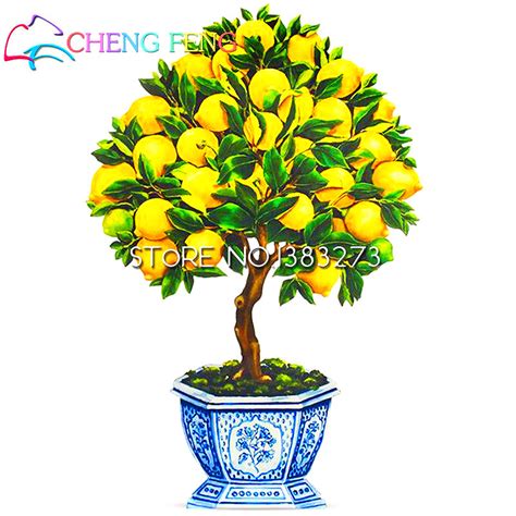 10 Seeds Dwarf Lemon Tree Seeds Natural Perfume Indoor Plant Diy Home