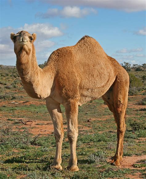 Camels with One Hump: The Dromedary Camel – Nature Blog Network