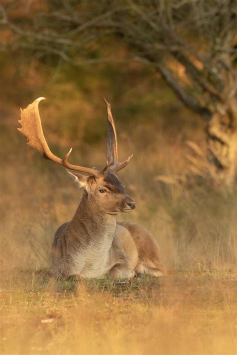 Damhert Fallow Deer Dama Dama Kars Kleinwolterink Flickr