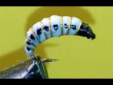 личинка короеда - YouTube