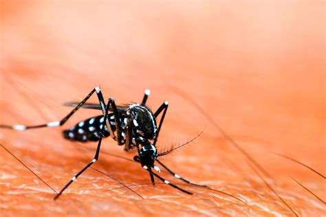 Brasil já registrou 6 5 milhões de casos prováveis de dengue em 2024