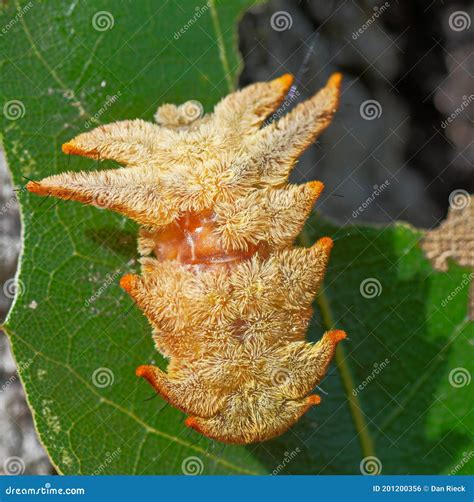 Monkey Slug Caterpillar of Hag Moth Stock Photo - Image of monkey, slug ...