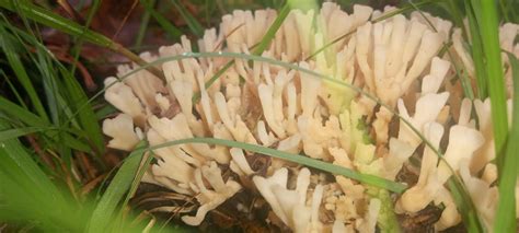 Coral Fungi by Devine-Escapes on DeviantArt