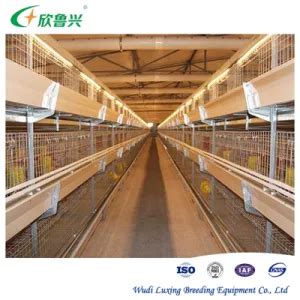 Modern Design Tiers Automatic Chicken Broilers Cage System For