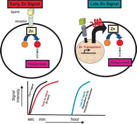 Intracellular Zinc Homeostasis And Zinc Signaling Murakami 2008