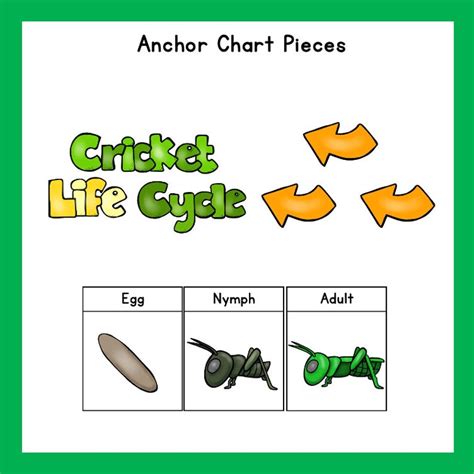 Cricket Life Cycle Digital Download Products Teacher Resources Etsy