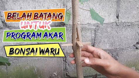 Cara Belah Batang Bonsai Pohon Waru Untuk Program Akar Youtube