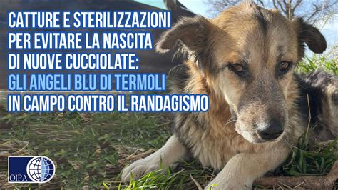 CATTURE E STERILIZZAZIONI GLI ANGELI BLU DI TERMOLI IN CAMPO CONTRO IL