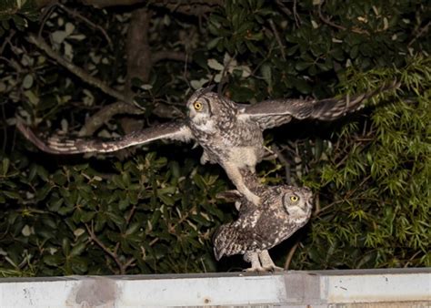 The Owl Files Chapter 3 A Magical Evening